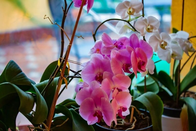Khu vườn hoa lan đẹp là món quà tuyệt vời từ thiên nhiên. Khu vườn hoa lan đẹp là món quà tuyệt vời từ thiên nhiên.