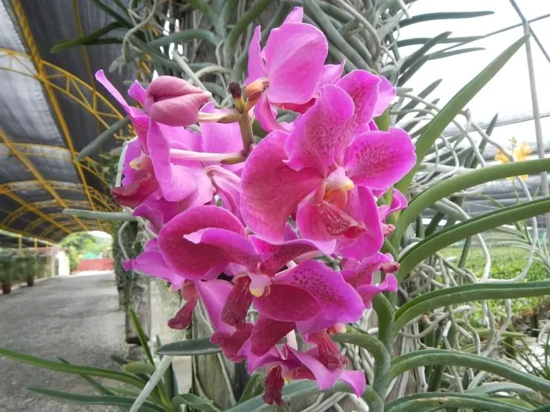 Hòa mình vào khu vườn hoa lan đẹp, tận hưởng sự thư thái tuyệt đối. Hòa mình vào khu vườn hoa lan đẹp, tận hưởng sự thư thái tuyệt đối.