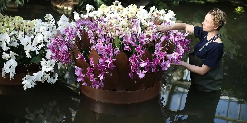 Khu vườn hoa lan đẹp, điểm đến không thể bỏ qua cho người yêu hoa. Khu vườn hoa lan đẹp, điểm đến không thể bỏ qua cho người yêu hoa.