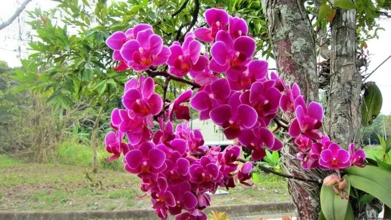 Khu vườn hoa lan đẹp, góc nhỏ lãng mạn giữa lòng thiên nhiên. Khu vườn hoa lan đẹp, góc nhỏ lãng mạn giữa lòng thiên nhiên.