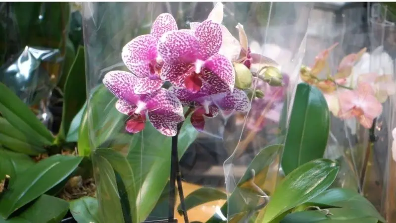Khu vườn hoa lan đẹp là sự hòa quyện hoàn hảo giữa sắc và hương. Khu vườn hoa lan đẹp là sự hòa quyện hoàn hảo giữa sắc và hương.