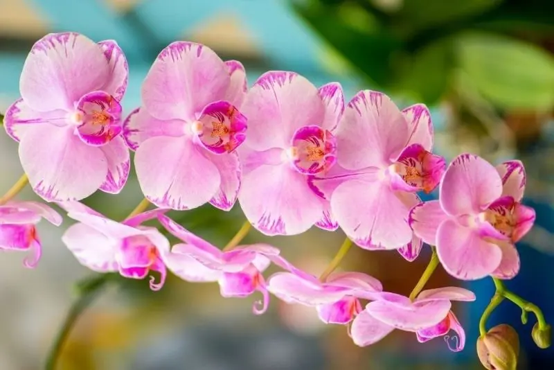 Khu vườn hoa lan đẹp, nơi thời gian như dừng lại giữa hương sắc thiên nhiên. Khu vườn hoa lan đẹp, nơi thời gian như dừng lại giữa hương sắc thiên nhiên.