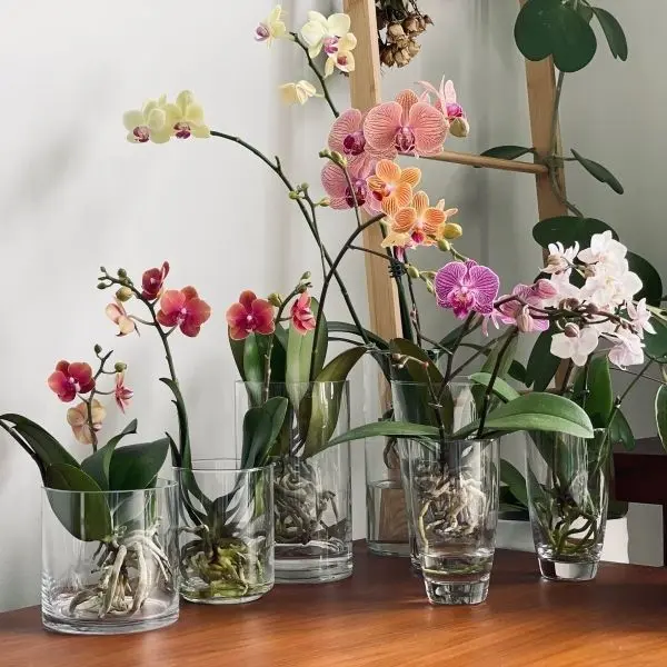 Khu vườn hoa lan đẹp, nơi giao thoa giữa vẻ đẹp thiên nhiên và sự yên bình. Khu vườn hoa lan đẹp, nơi giao thoa giữa vẻ đẹp thiên nhiên và sự yên bình.