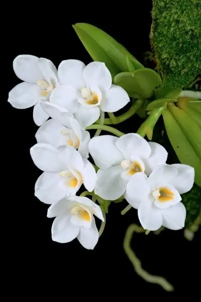 Sắc hoa lan tỏa sáng rực rỡ trong khu vườn đẹp đầy mê hoặc. Sắc hoa lan tỏa sáng rực rỡ trong khu vườn đẹp đầy mê hoặc.
