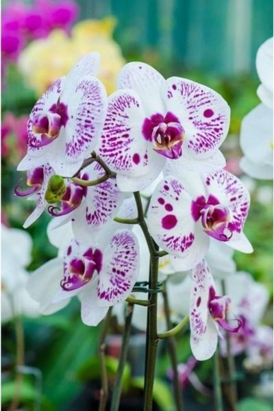 Lạc bước trong khu vườn hoa lan đẹp, cảm nhận thiên nhiên tinh khôi. Lạc bước trong khu vườn hoa lan đẹp, cảm nhận thiên nhiên tinh khôi.