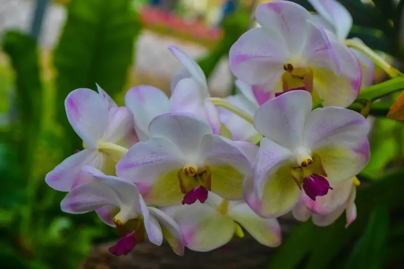 Một buổi sáng tuyệt vời trong khu vườn hoa lan đẹp lung linh. Một buổi sáng tuyệt vời trong khu vườn hoa lan đẹp lung linh.