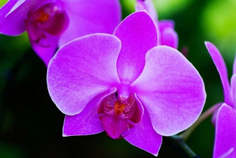 Khu vườn hoa lan đẹp, không gian lý tưởng cho những buổi hẹn hò lãng mạn. Khu vườn hoa lan đẹp, không gian lý tưởng cho những buổi hẹn hò lãng mạn.