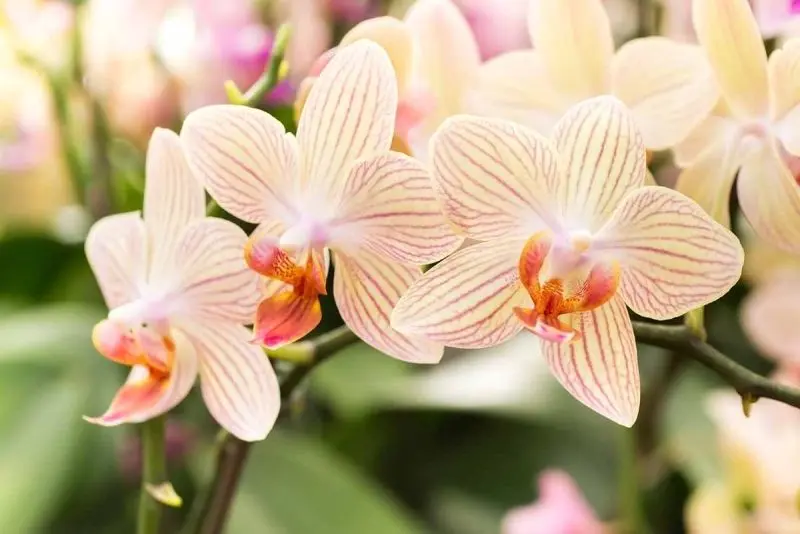 Ngắm nhìn khu vườn hoa lan đẹp, cảm nhận vẻ đẹp nhẹ nhàng của thiên nhiên. Ngắm nhìn khu vườn hoa lan đẹp, cảm nhận vẻ đẹp nhẹ nhàng của thiên nhiên.