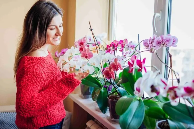 Khu vườn hoa lan đẹp, điểm nhấn nổi bật trong hành trình khám phá thiên nhiên. Khu vườn hoa lan đẹp, điểm nhấn nổi bật trong hành trình khám phá thiên nhiên.