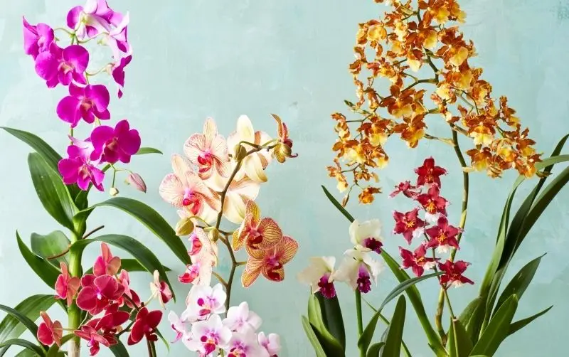 Vườn hoa lan đẹp, nơi mỗi đóa hoa đều kể câu chuyện riêng. Vườn hoa lan đẹp, nơi mỗi đóa hoa đều kể câu chuyện riêng.