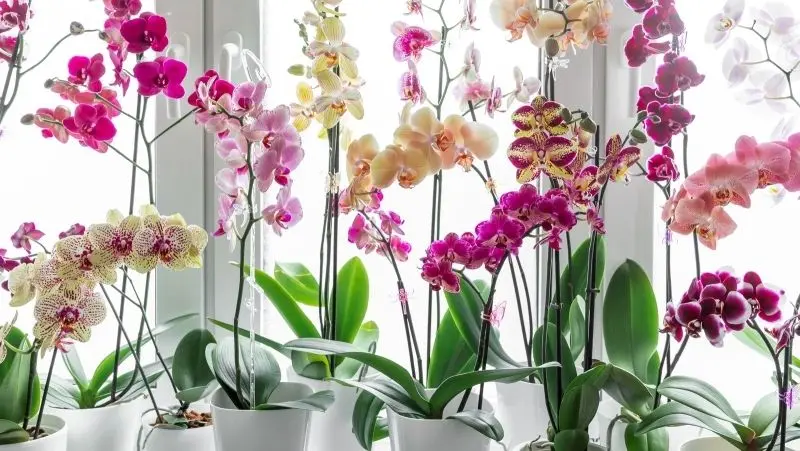 Chiêm ngưỡng khu vườn hoa lan đẹp, nơi mọi giác quan đều được đánh thức. Chiêm ngưỡng khu vườn hoa lan đẹp, nơi mọi giác quan đều được đánh thức.
