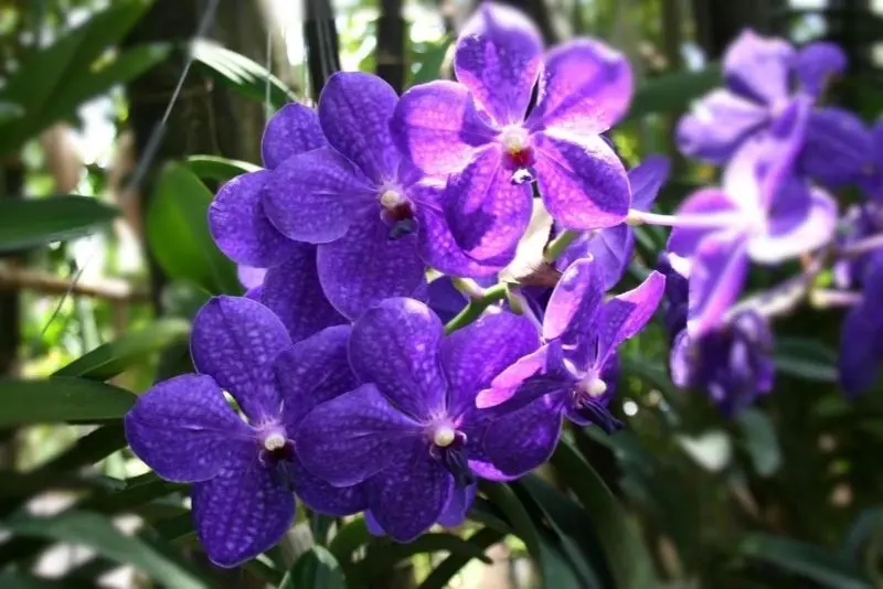 Vườn hoa lan đẹp, nơi hòa quyện giữa sắc màu và sự yên tĩnh. Vườn hoa lan đẹp, nơi hòa quyện giữa sắc màu và sự yên tĩnh.