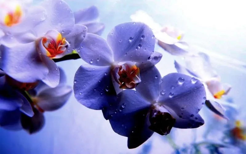 Khu vườn hoa lan đẹp là nơi khơi nguồn cảm hứng và ý tưởng mới lạ. Khu vườn hoa lan đẹp là nơi khơi nguồn cảm hứng và ý tưởng mới lạ.