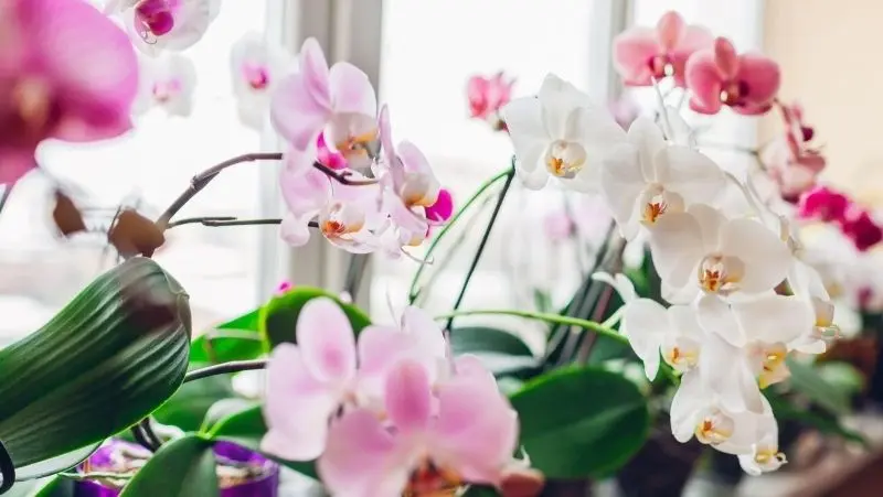 Khu vườn hoa lan đẹp là góc nhỏ yên bình giữa cuộc sống bận rộn. Khu vườn hoa lan đẹp là góc nhỏ yên bình giữa cuộc sống bận rộn.