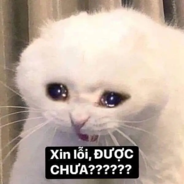 Khi meme xin lỗi mặt mèo làm bạn mềm lòng