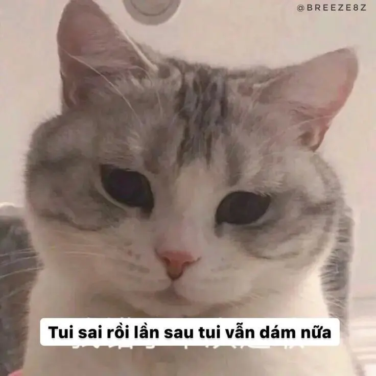 Meme xin lỗi mặt mèo khiến ai cũng tha thứ