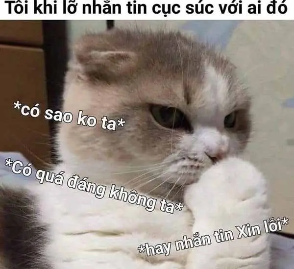 Mặt mèo xin lỗi trong meme đáng yêu