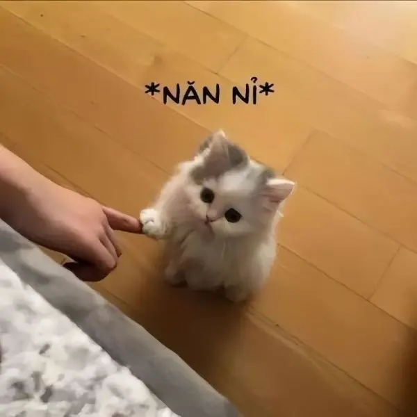 Meme xin lỗi mặt mèo cực kỳ hài hước