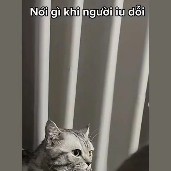 Meme xin lỗi mặt mèo cho những lúc cần tha thứ