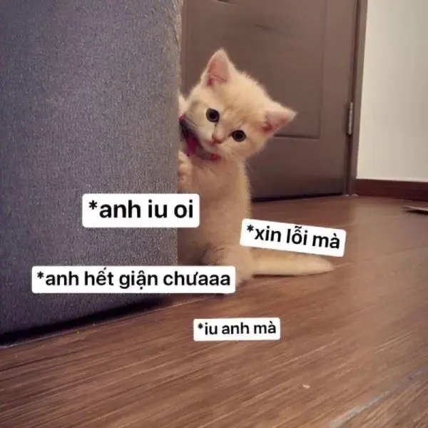 Meme xin lỗi mặt mèo ngộ nghĩnh