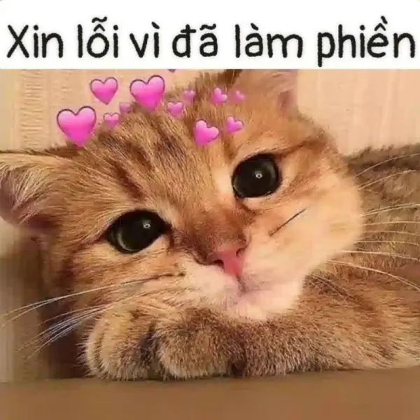 Meme xin lỗi mặt mèo mang lại tiếng cười