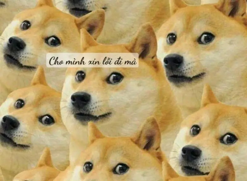 Meme xin lỗi mặt mèo gây cảm động