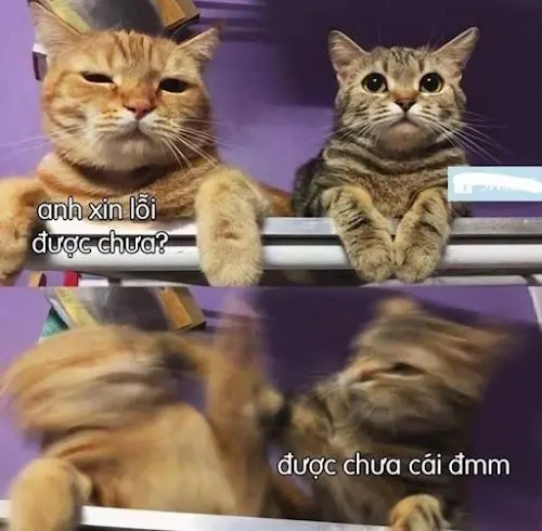 Meme xin lỗi mặt mèo cực dễ thương