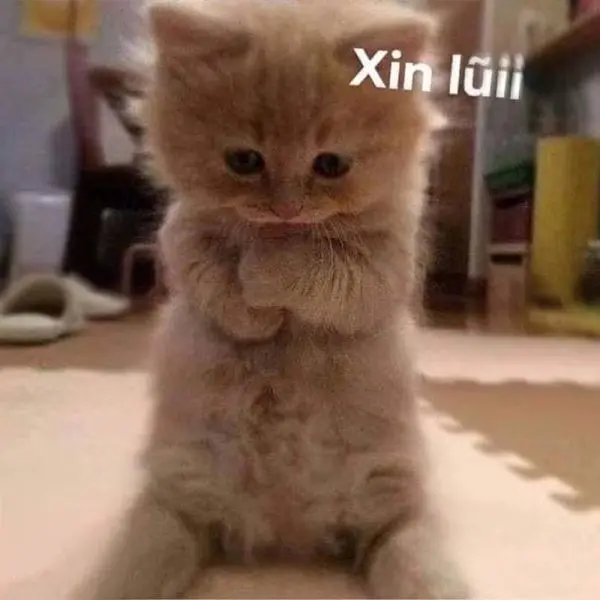 Meme xin lỗi mặt mèo khiến ai cũng vui
