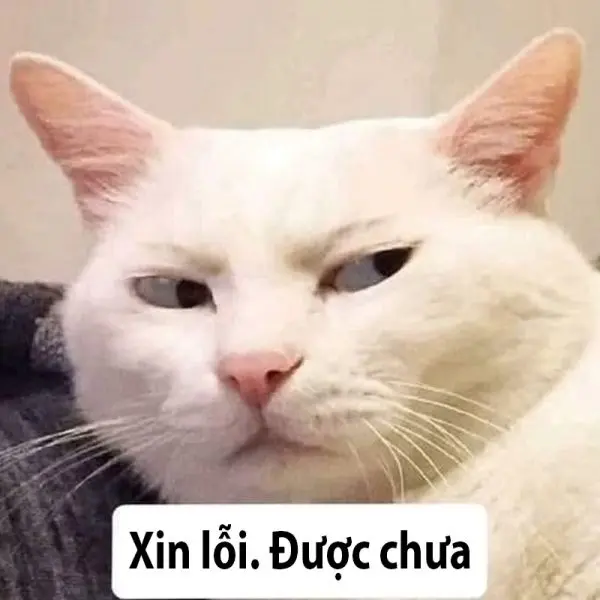 Meme xin lỗi mặt mèo ngọt ngào