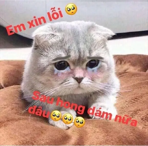 Bộ meme xin lỗi mặt mèo hài hước