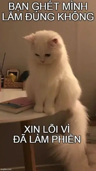 Meme xin lỗi mặt mèo dành cho người đặc biệt