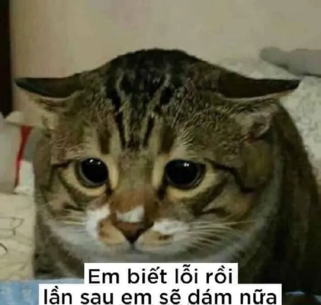 Mặt mèo xin lỗi dễ thương trong meme hài