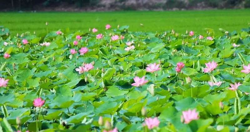 Phong cảnh hoa cỏ đẹp, không gian ngập tràn sắc hoa đầy quyến rũ. Phong cảnh hoa cỏ đẹp, không gian ngập tràn sắc hoa đầy quyến rũ.