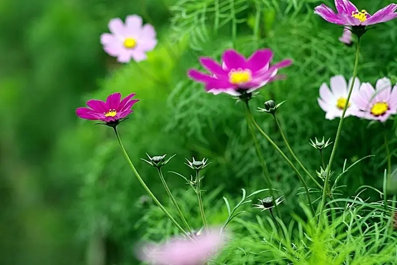 Cảnh sắc phong cảnh hoa cỏ đẹp khiến bất kỳ ai cũng phải trầm trồ. Cảnh sắc phong cảnh hoa cỏ đẹp khiến bất kỳ ai cũng phải trầm trồ.