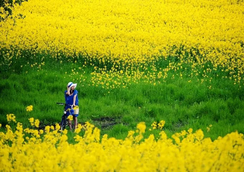 Phong cảnh hoa cỏ đẹp, nơi bạn có thể tìm thấy sự thanh thản trong tâm hồn. Phong cảnh hoa cỏ đẹp, nơi bạn có thể tìm thấy sự thanh thản trong tâm hồn.