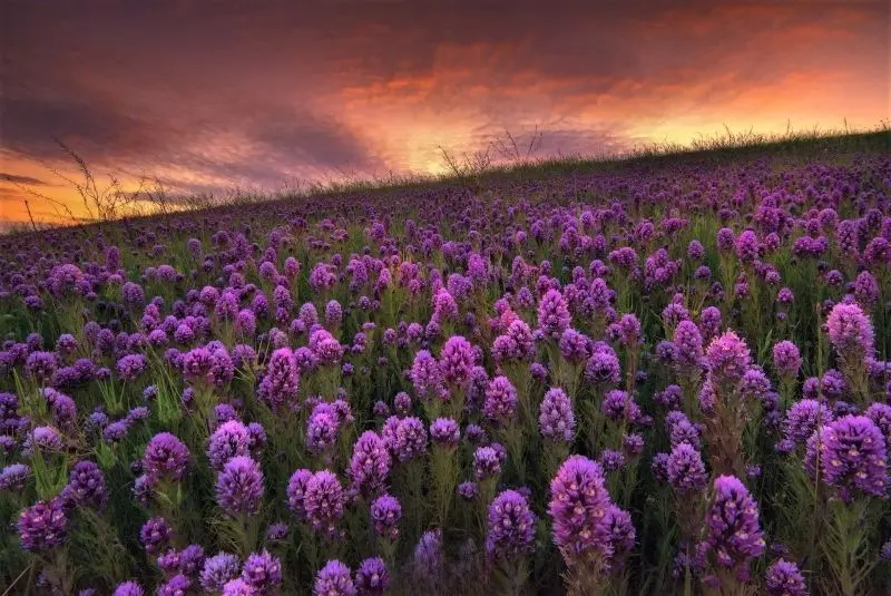 Phong cảnh hoa cỏ đẹp luôn là điểm đến lý tưởng cho những ai yêu thích yên bình. Phong cảnh hoa cỏ đẹp luôn là điểm đến lý tưởng cho những ai yêu thích yên bình.