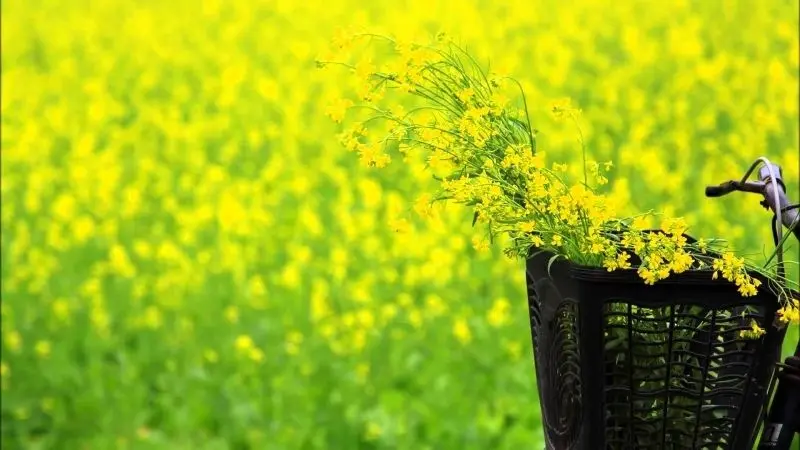 Phong cảnh hoa cỏ đẹp với những sắc màu rực rỡ, thật khó để rời mắt. Phong cảnh hoa cỏ đẹp với những sắc màu rực rỡ, thật khó để rời mắt.