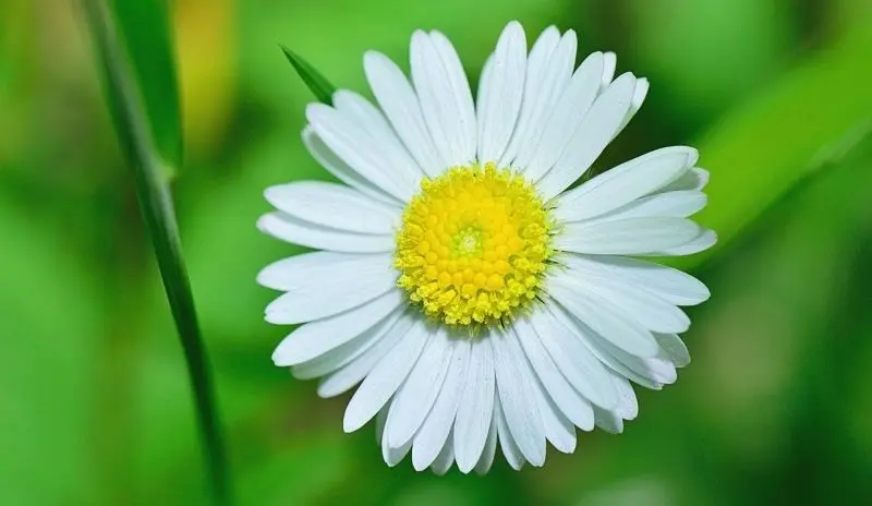 Phong cảnh hoa cỏ đẹp tạo nên một không gian mơ mộng và lãng mạn. Phong cảnh hoa cỏ đẹp tạo nên một không gian mơ mộng và lãng mạn.