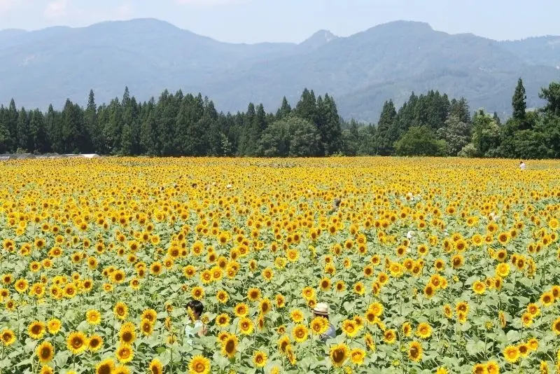 Khám phá vẻ đẹp của phong cảnh hoa cỏ đẹp, nơi có sự tĩnh lặng tuyệt vời. Khám phá vẻ đẹp của phong cảnh hoa cỏ đẹp, nơi có sự tĩnh lặng tuyệt vời.