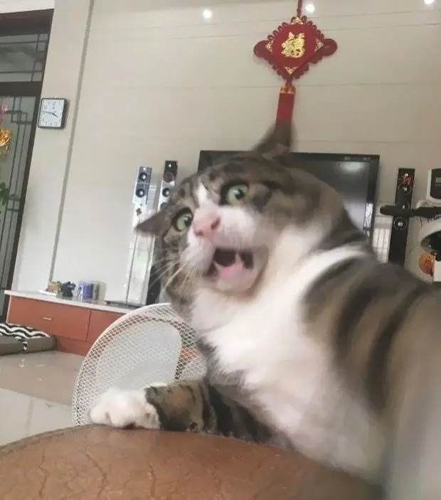 Meme bất ngờ trong cuộc sống hằng ngày