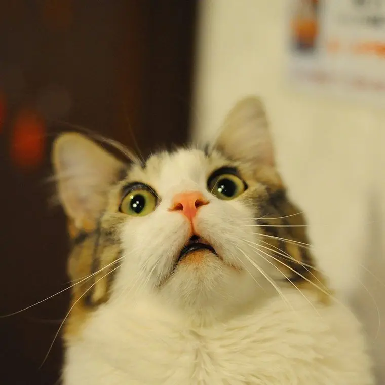 Meme bất ngờ với biểu cảm dễ thương