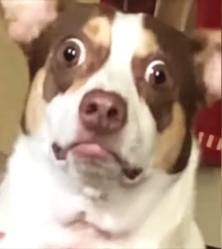 Meme bất ngờ làm người xem không ngừng cười
