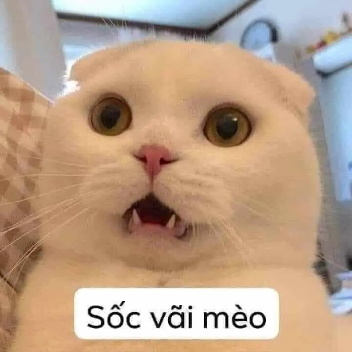 Meme bất ngờ với tình huống độc đáo