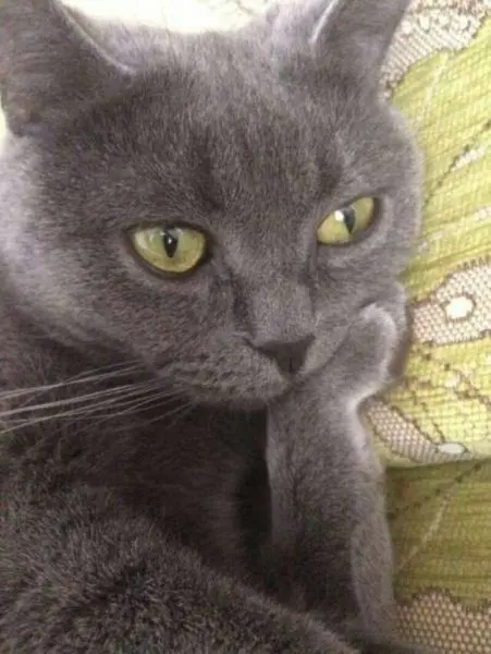 Meme suy nghĩ thú vị khiến mọi người bật cười Meme suy nghĩ thú vị khiến mọi người bật cười