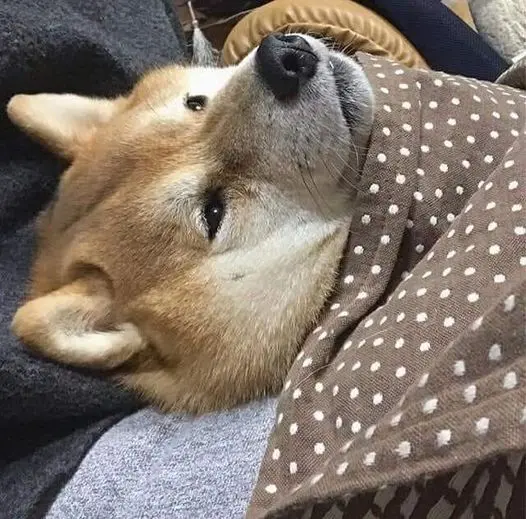 Meme chó đắp chăn ngủ suy nghĩ Meme chó đắp chăn ngủ suy nghĩ