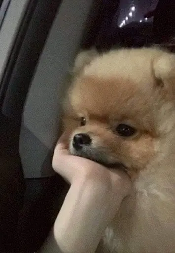 meme chó chống cằm suy nghĩ meme chó chống cằm suy nghĩ