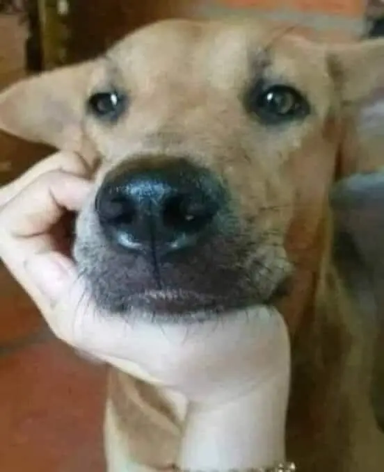 Meme chó suy nghĩ hài hước độc đáo Meme chó suy nghĩ hài hước độc đáo