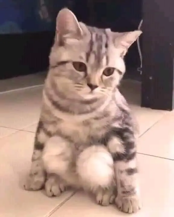 Meme mèo ngồi xổm suy nghĩ hài hước Meme mèo ngồi xổm suy nghĩ hài hước