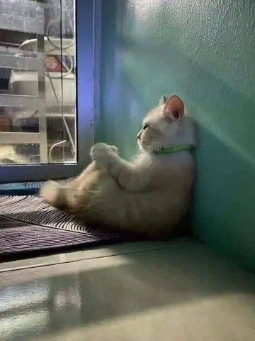 Meme mèo ngồi nhìn xa xăm suy nghĩ Meme mèo ngồi nhìn xa xăm suy nghĩ