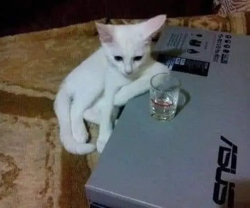 meme mèo ngồi uống rượu suy nghĩ meme mèo ngồi uống rượu suy nghĩ